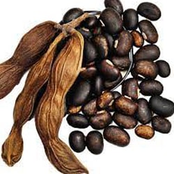 Bengáli bársonybab kivonata