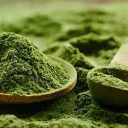 Spirulina alga