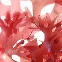 Vörös mikroalga kivonat