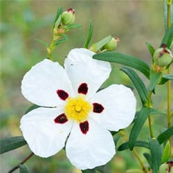 Bio Balzsamos szuhar víz