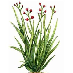 Bio Pálmarózsa olaj