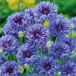 Bio Búzavirág víz