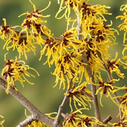 Bio Hamamelis víz