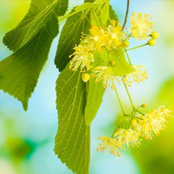 Bio Hársfavirág víz